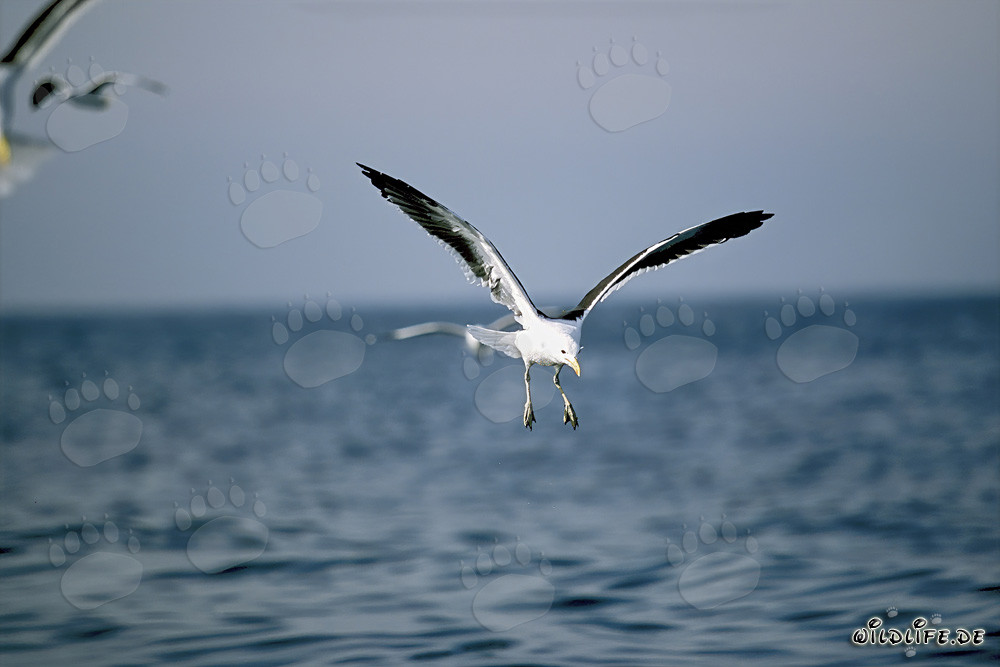 Gaviota dominicana observando restos de pescado en la región costera de Sudáfrica