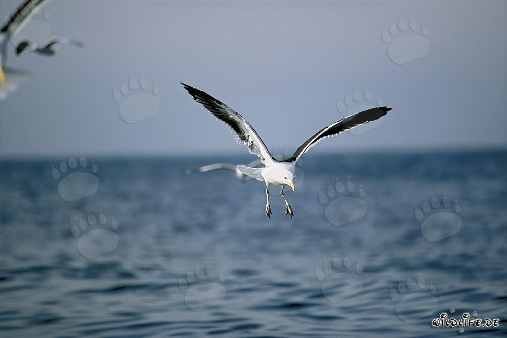 Kelp gull observes fish remnants in the coastal region of South Africa