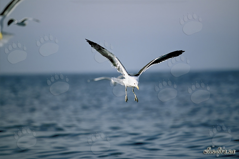 Mouette dominicaine observant des restes de poisson dans la région côtière d'Afrique du Sud