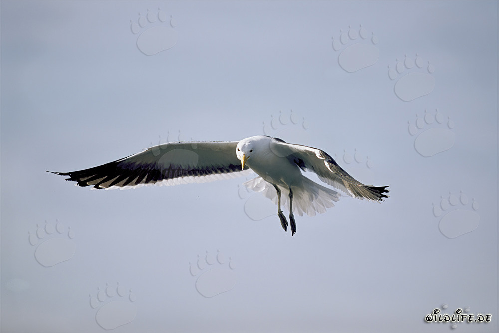 Mouette dominicaine en vol découvre des restes de poisson