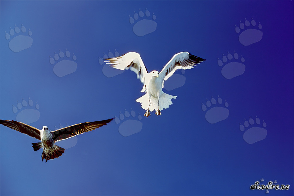 Elegantes gaviotas dominicanas aterrizando en la Isla Dyer en Sudáfrica