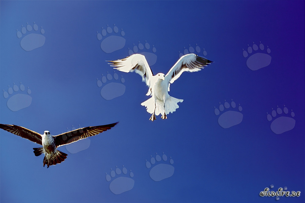 Mouettes dominicaines élégantes lors de l'atterrissage sur l'île de Dyer en Afrique du Sud