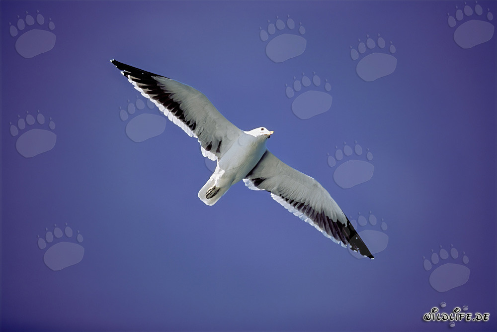 Dominikanermöwe in majestätischer Flugpose