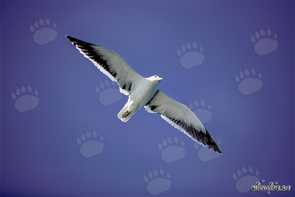 Gabbiano dominicano in maestosa posa di volo