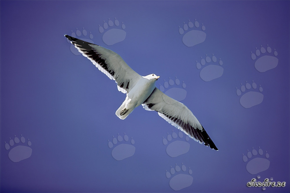 Gaviota dominicana en majestuosa pose de vuelo