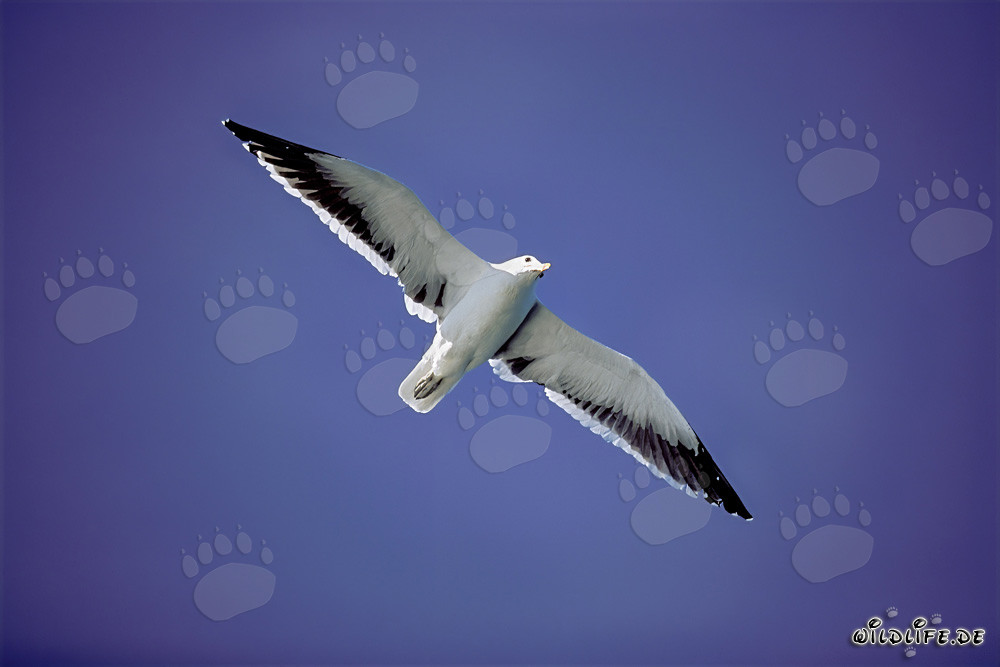 Kelp gull in majestic flying posture