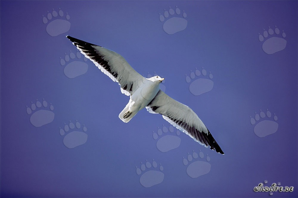 Mouette dominicaine en majestueuse posture de vol