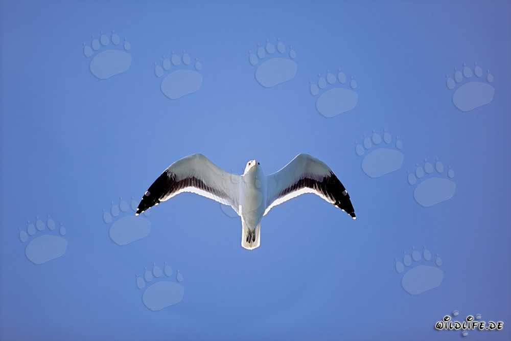 Observing Flying Kelp Gull on Dyer Island, South Africa