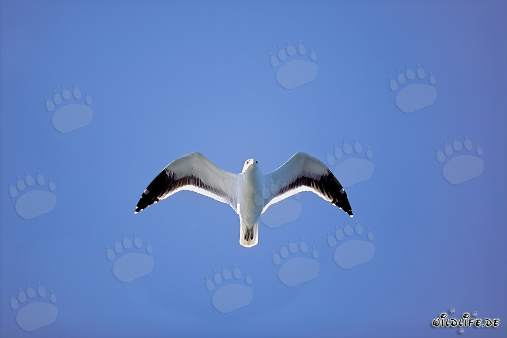 Observación de la gaviota dominicana en la Isla Dyer, Sudáfrica