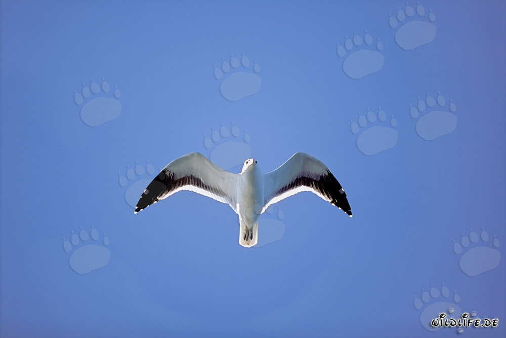 Observation de la mouette dominicaine sur l'île Dyer, Afrique du Sud