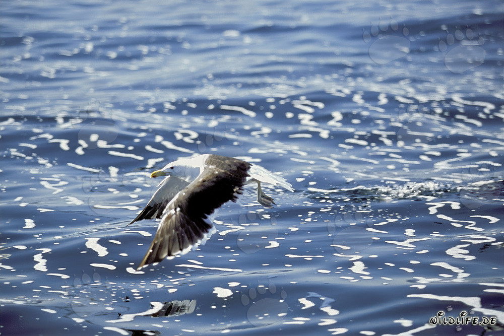 Gaviota dominicana volando sobre el mar agitado