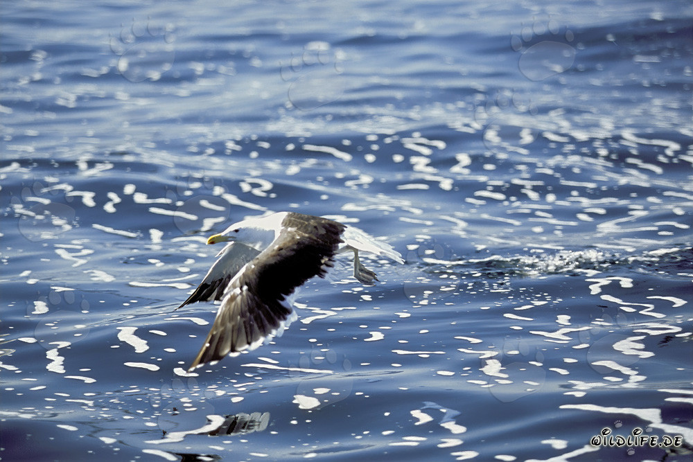 Kelp gull flying over stormy sea