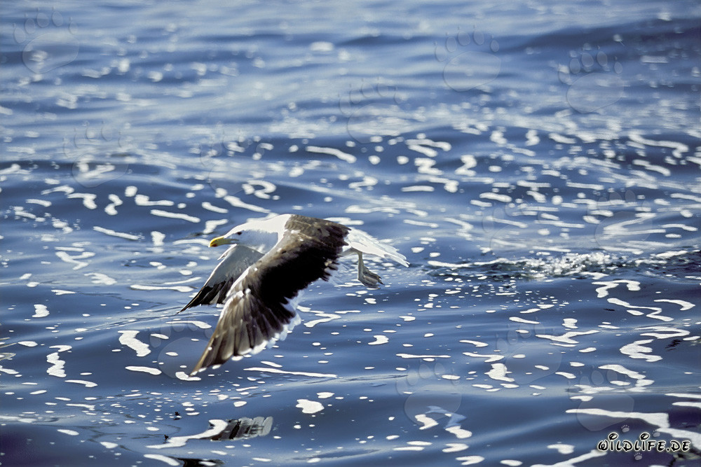 Mouette dominicaine volant au-dessus de la mer agitée
