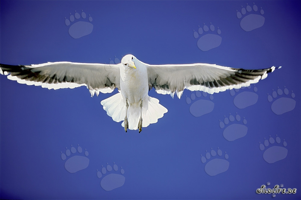 Elegant Flying Acrobat: The Kelp Gull (Larus dominicanus)