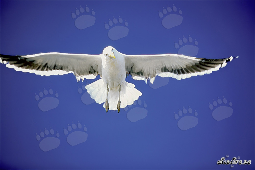 Les élégants acrobates du ciel : la mouette dominicaine