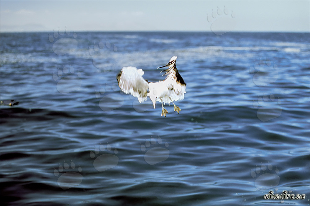 Volando sobre el océano: Gaviota dominicana en acción