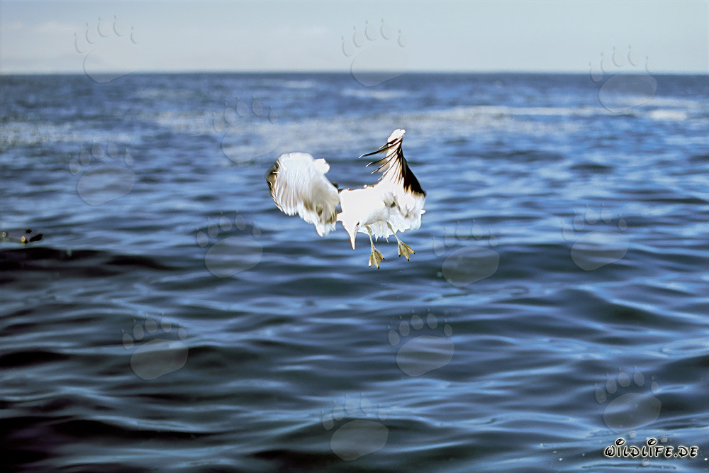 Flying over the Ocean: Kelp Gull in Action
