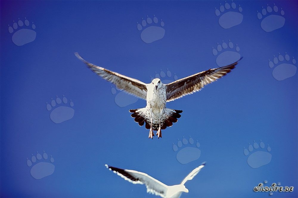 Faszinierende Dominikanermöwen im Landeanflug auf Dyer Island, Südafrika
