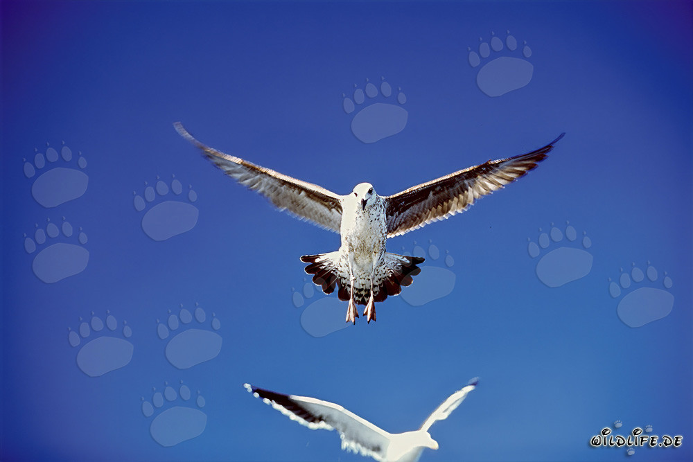 Fascinantes gaviotas dominicanas en aproximación al aterrizaje en la Isla Dyer, Sudáfrica