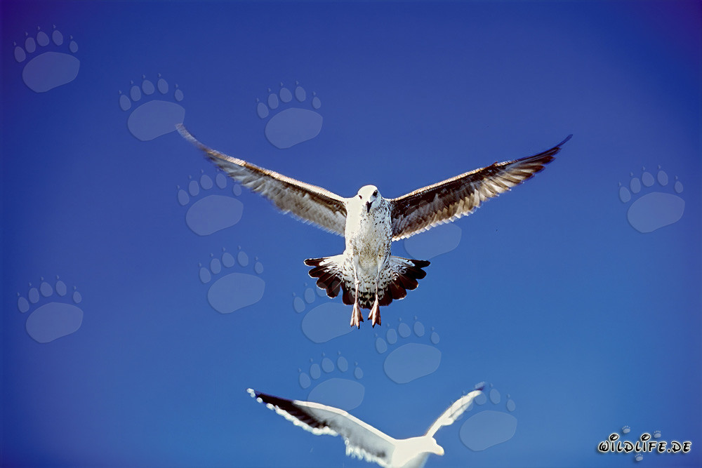 Fascinating Kelp Gulls Landing on Dyer Island, South Africa