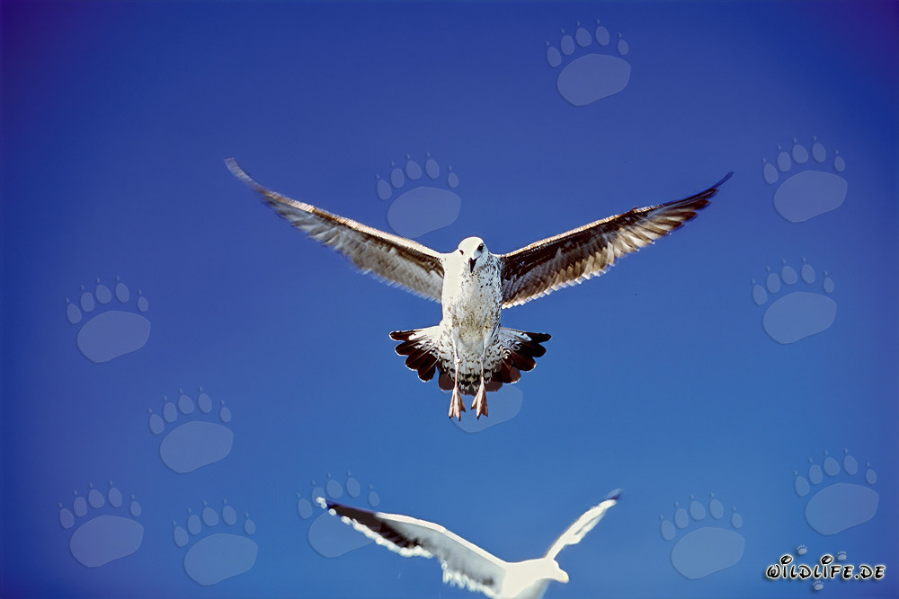 Mouettes dominicaines fascinantes en approche de l'atterrissage sur l'île Dyer, Afrique du Sud