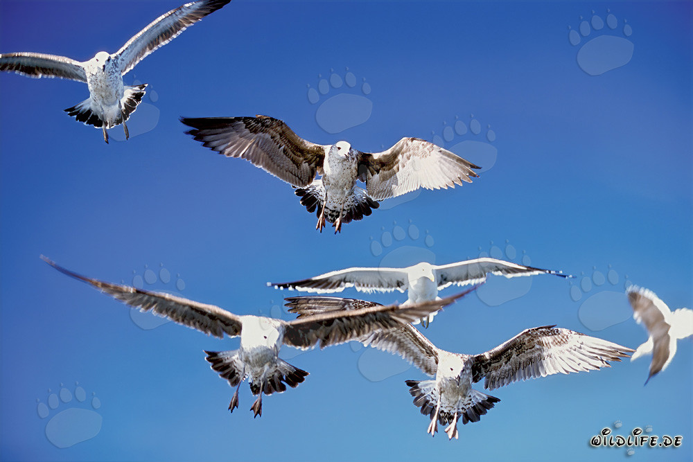 Gaviotas dominicanas agresivas cazando presas sobre el océano
