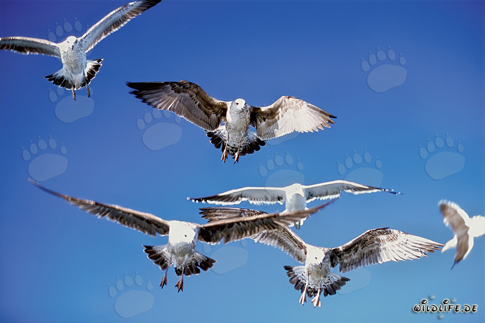 Aggressive Kelp gulls hunt prey over the ocean