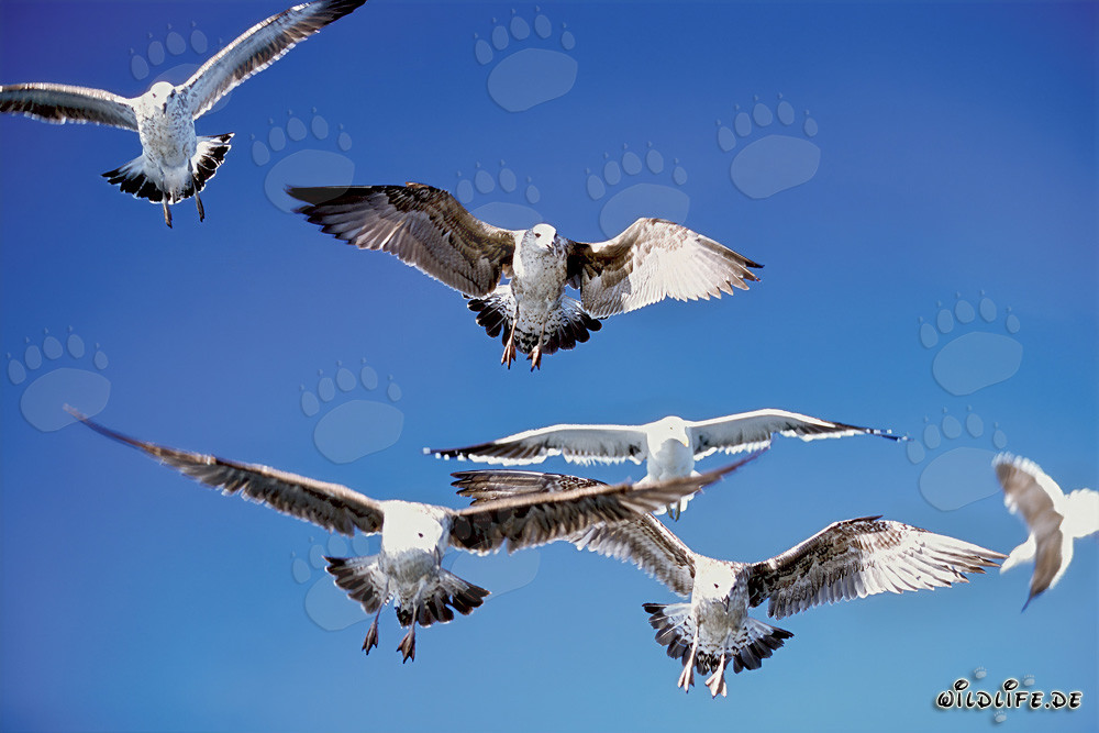 Mouettes dominicaines agressives chassant leur proie au-dessus de l'océan