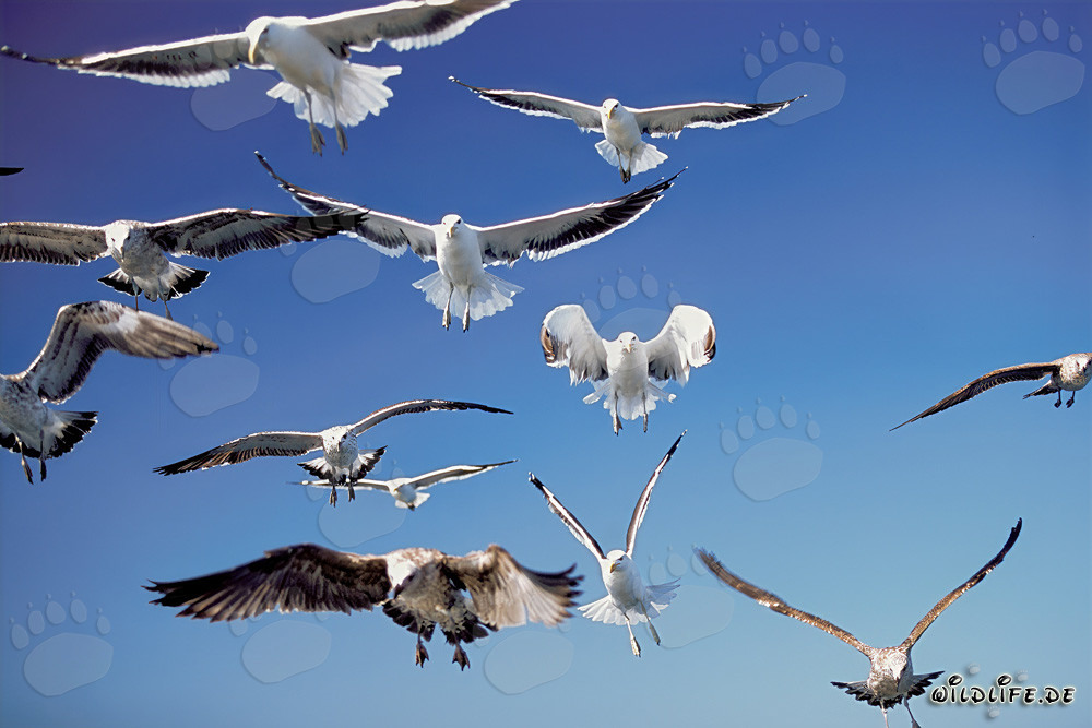 Flying Kelp gulls