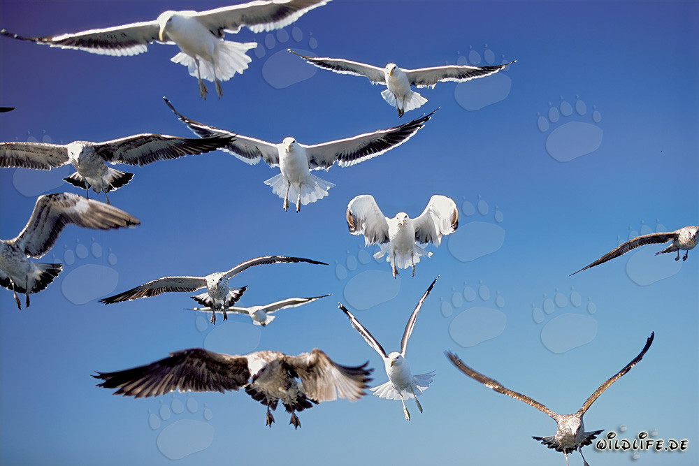 Gaviotas dominicanas en vuelo