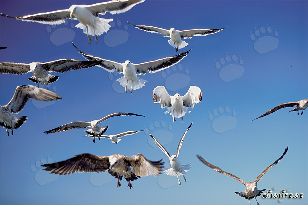 Mouettes dominicaines en approche