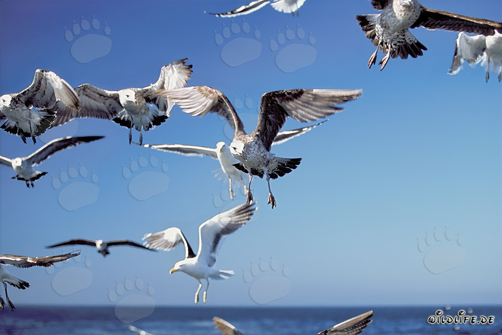 Atracción de los restos de peces en las gaviotas dominicanas