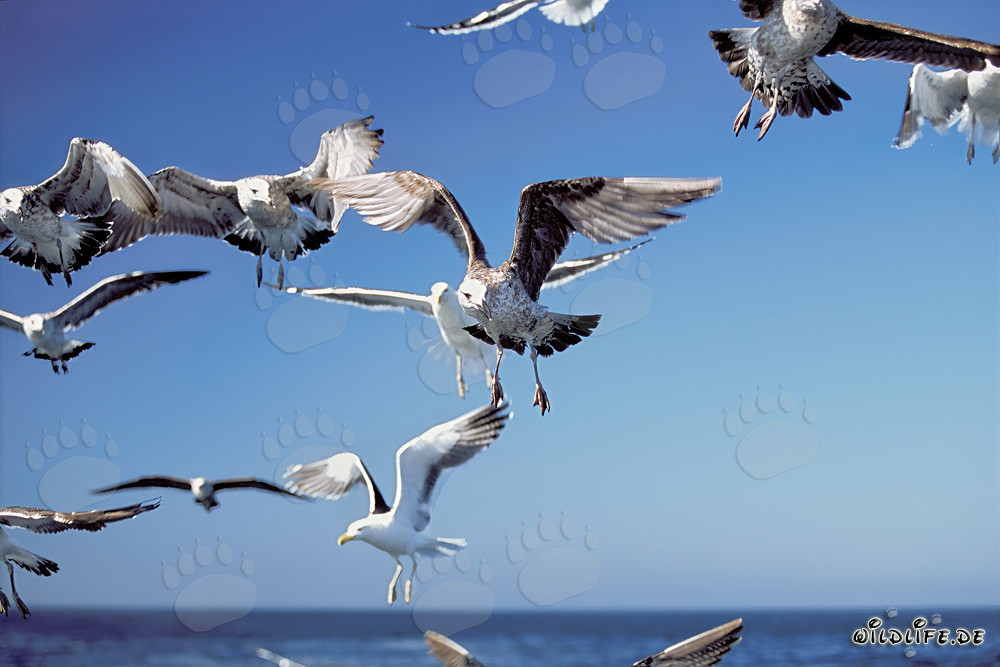 Attraction of Fish Remains to Kelp Gulls