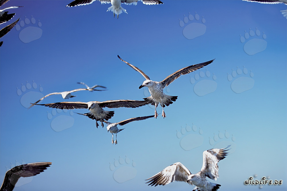 Kelp Gulls at Dyer Island in South Africa
