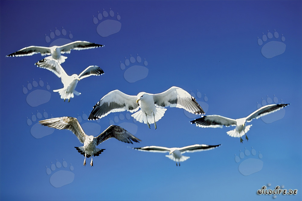 Gaviotas dominicanas sobre restos de pescado