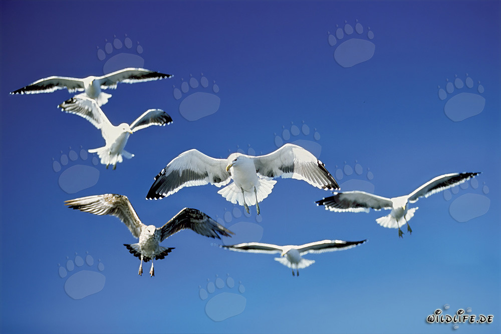 Kelp Gulls Over Fish Remains