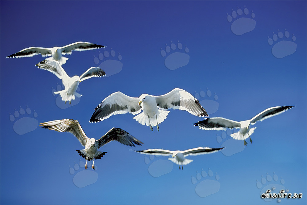 Mouettes dominicaines survolant des restes de poisson