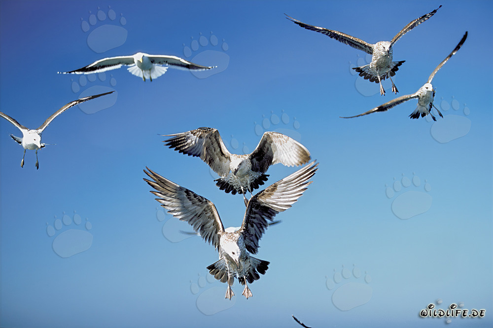 Gabbiani domenicani graziosi in volo