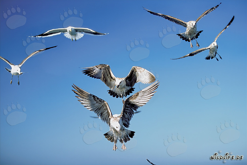 Elegantes gaviotas dominicanas en el aire
