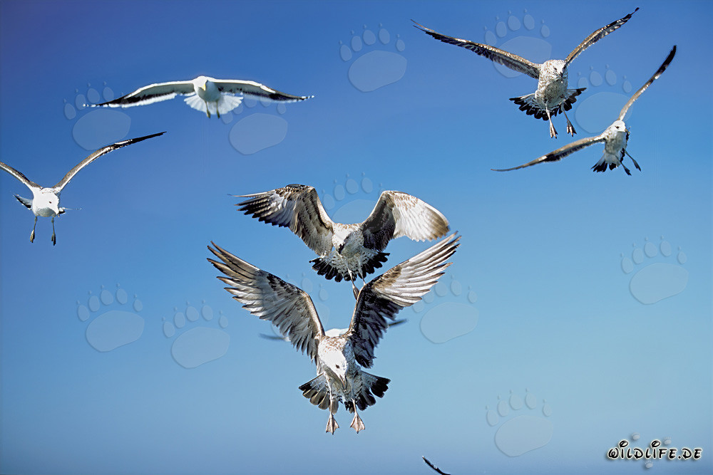 Graceful Kelp Gulls soaring through the sky