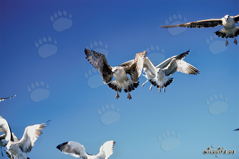 Fascinantes gaviotas dominicanas cazando presas en la Isla de Dyer, Sudáfrica