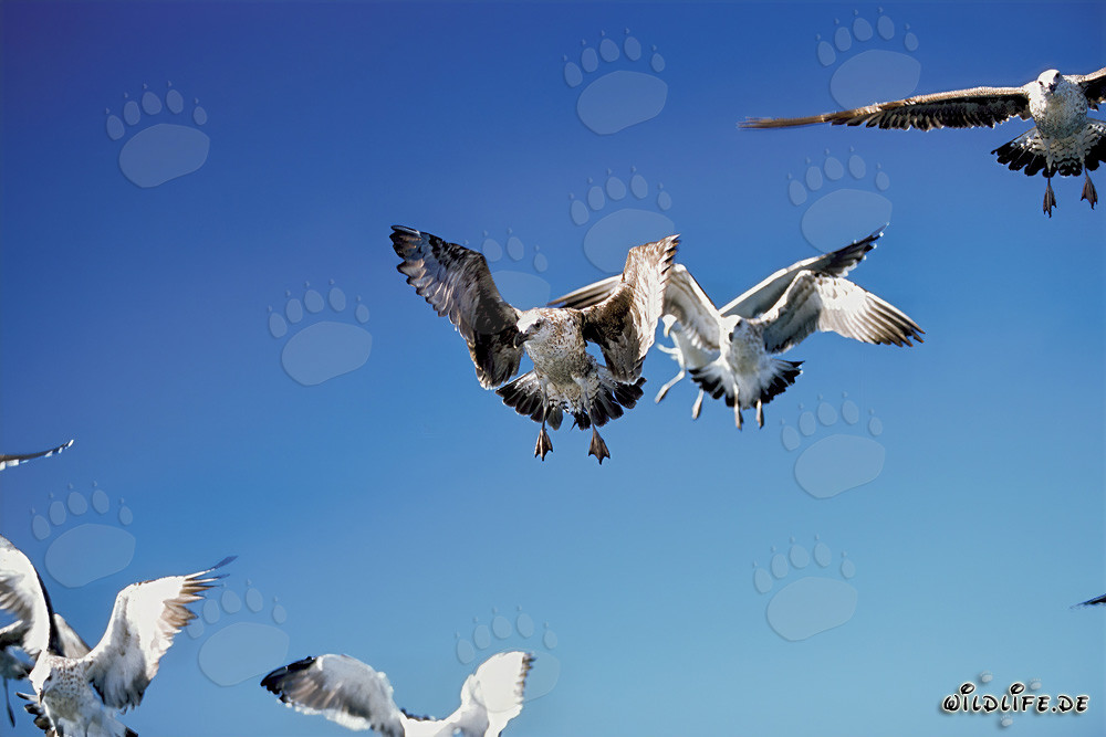 Fascinating Kelp Gulls hunting for prey on Dyer Island, South Africa