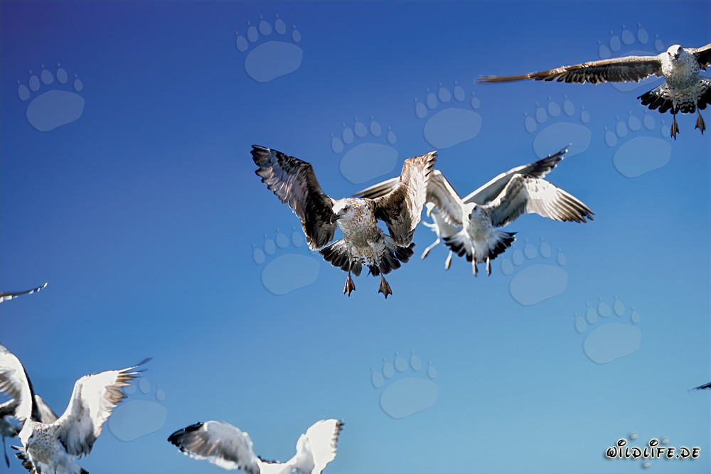 Mouettes dominicaines fascinantes à la chasse aux proies sur l'île de Dyer, Afrique du Sud