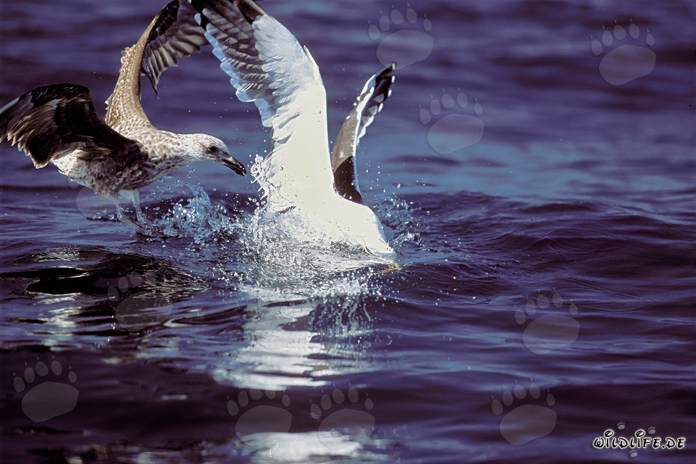 Gaviotas dominicanas se lanzan sobre su presa en Sudáfrica