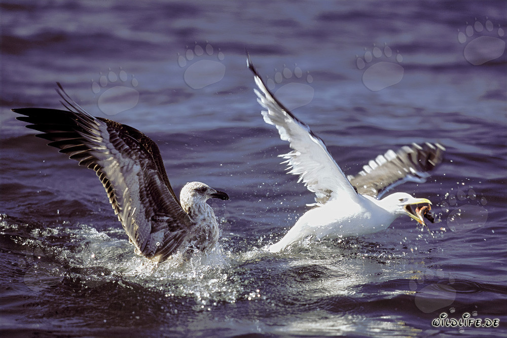 Gaviotas dominicanas luchan apasionadamente por los restos de pescado