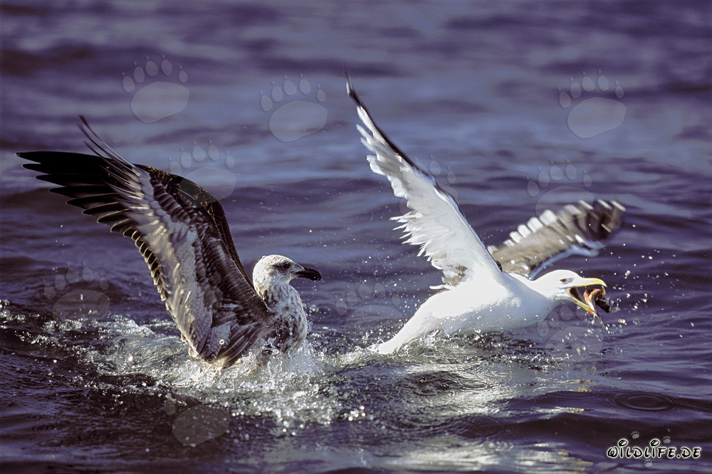 Kelp gulls fiercely fighting for fish remains