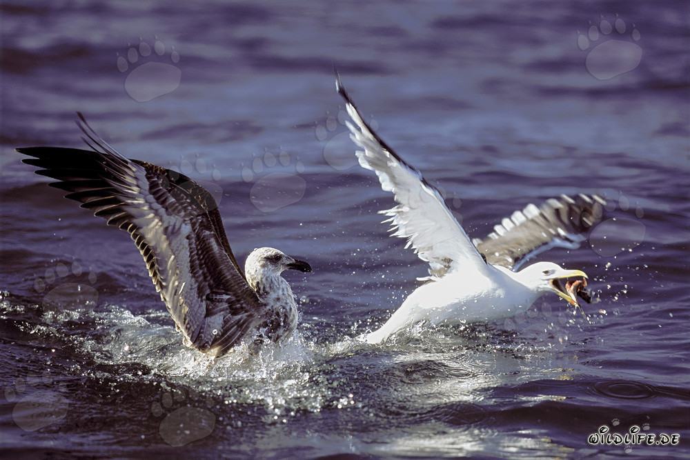 Mouettes dominicaines se battent passionnément pour les restes de poisson