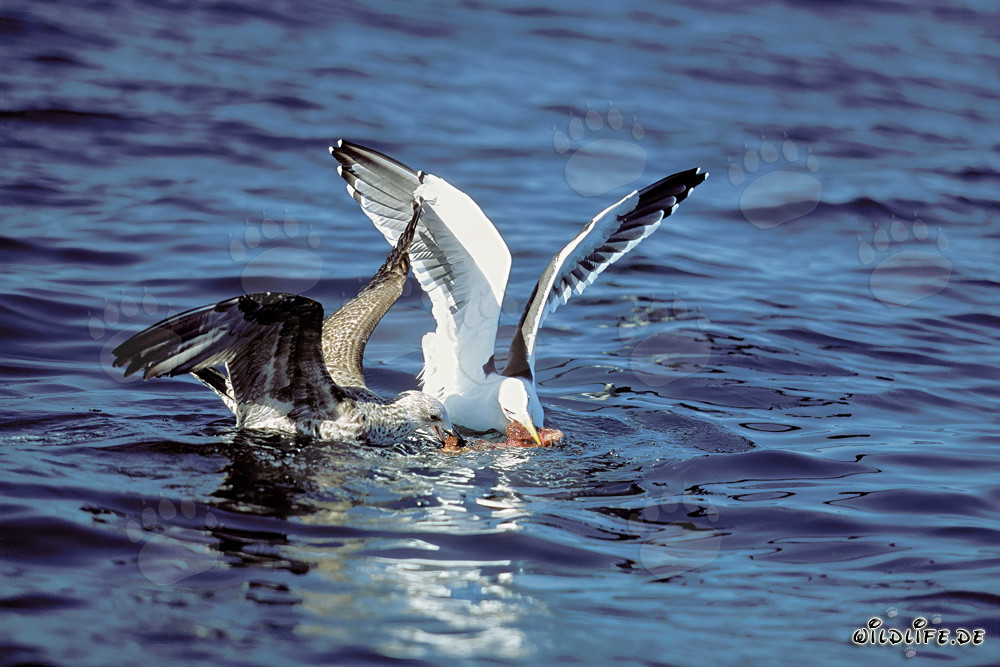 Kelp gulls fighting for fish remains in the Antarctic