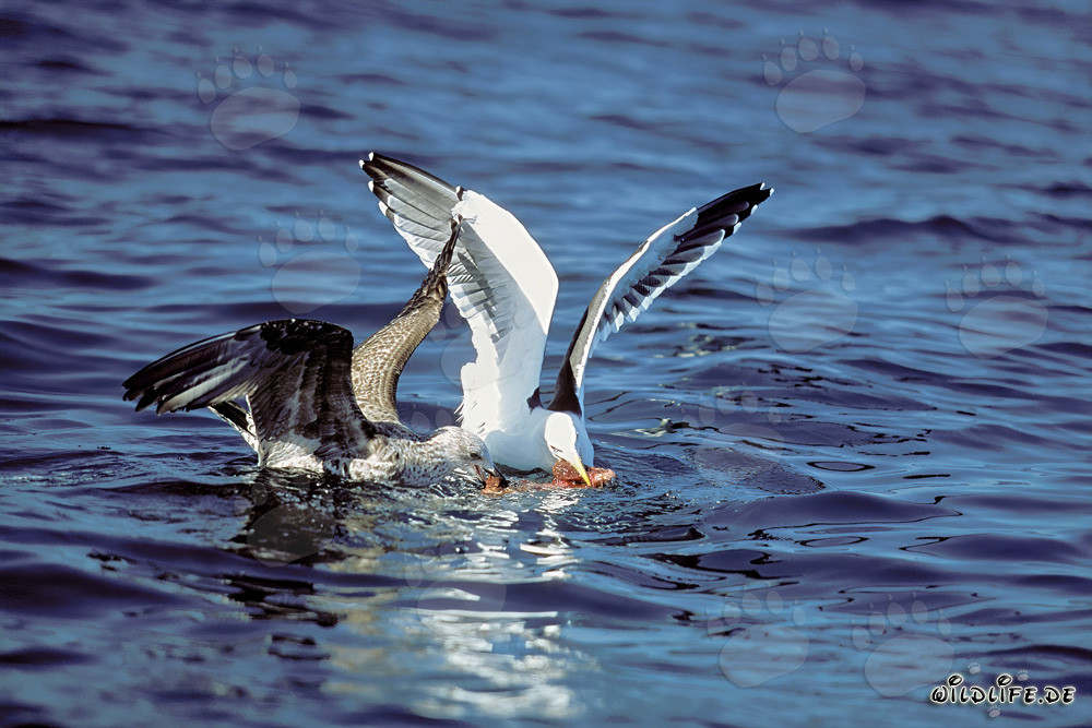 Mouettes dominicaines se battent pour les restes de poissons en Antarctique