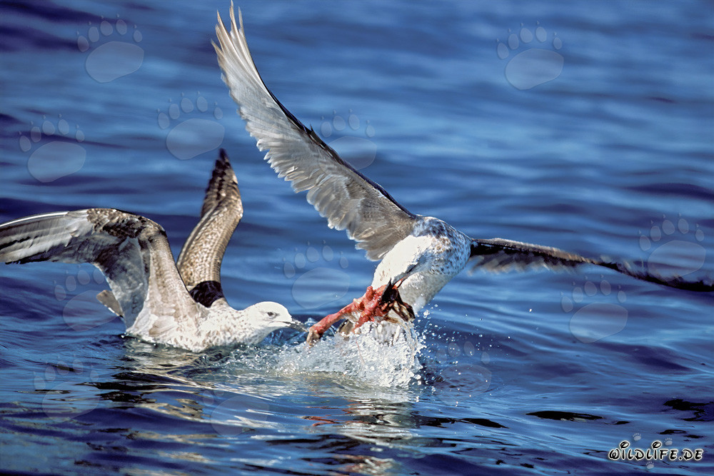 Gaviotas dominicanas luchan por su presa en la Antártida